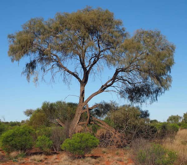 Acacia estrophiolata photo