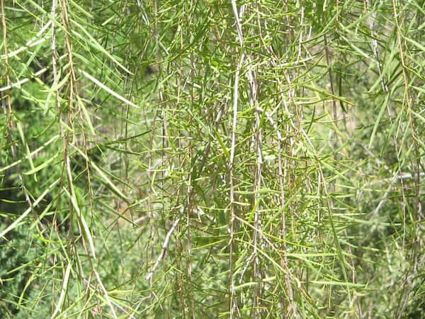 Acacia estrophiolata photo