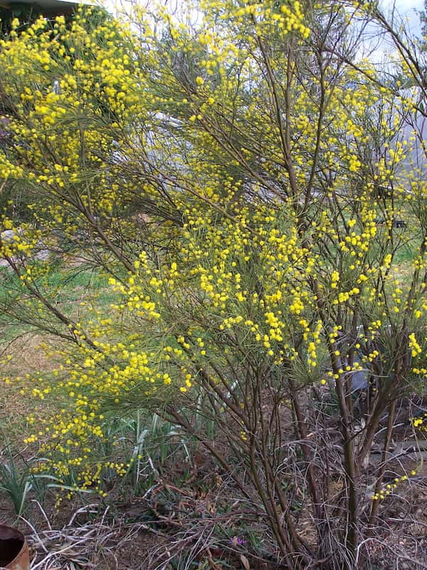 Acacia extensa photo