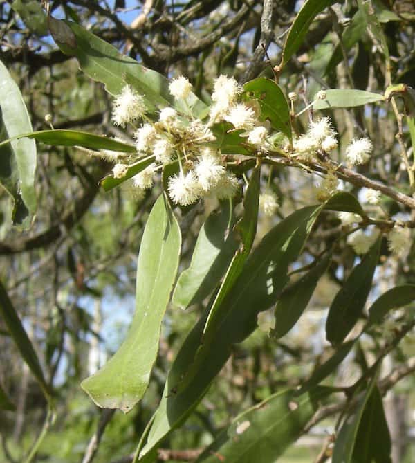 Acacia fasciculifera photo