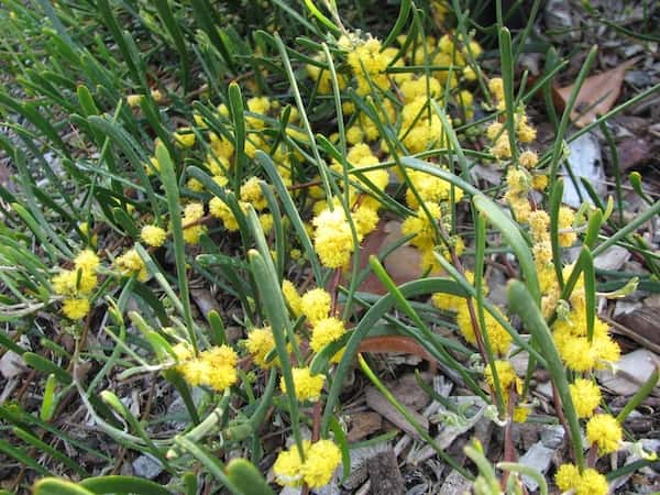 Acacia farinosa photo