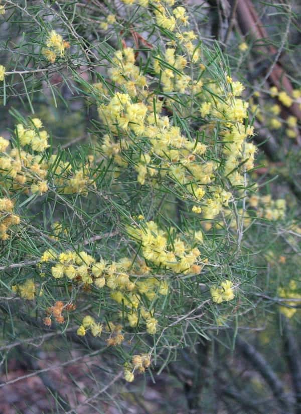 Acacia flexifolia photo