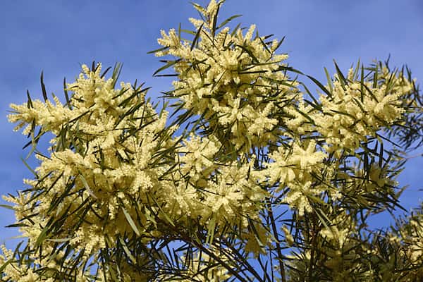 Acacia floribunda photo