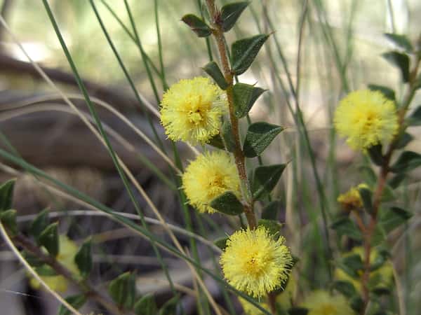 Acacia gunnii photo