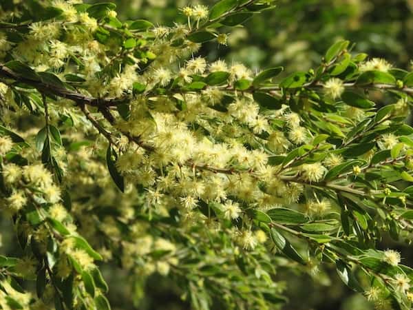 Acacia howittii photo