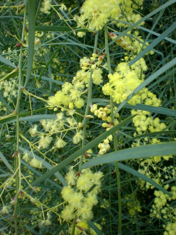 Acacia iteaphylla photo