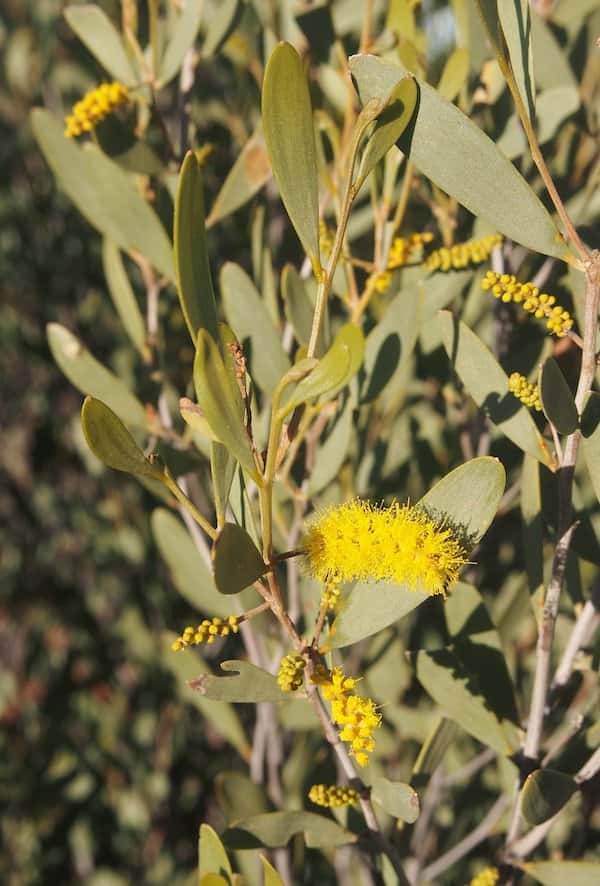 Acacia kempeana photo