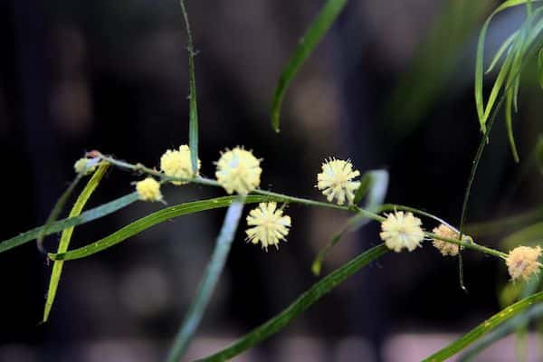 Acacia stricta photo