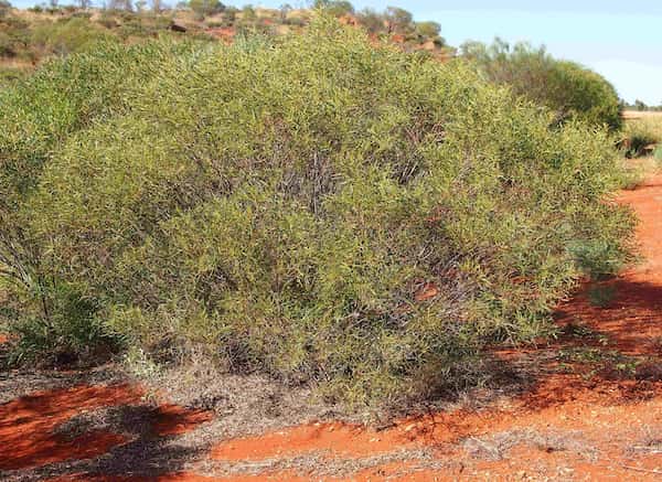 Acacia ligulata photo