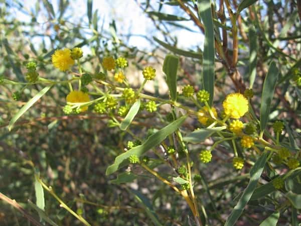 Acacia ligulata photo
