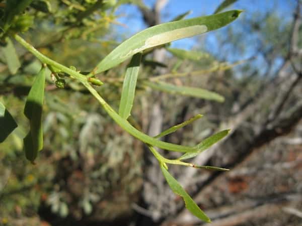 Acacia ligulata photo