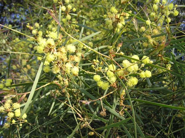 Acacia linearifolia photo