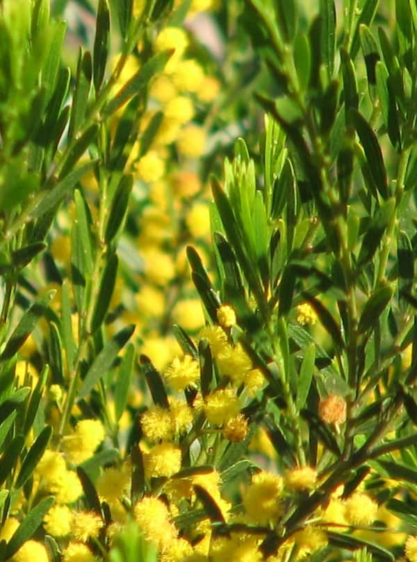 Acacia lineata photo