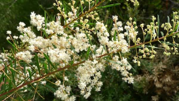 Acacia linifolia photo