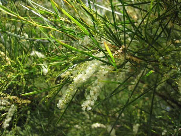 Acacia longissima photo