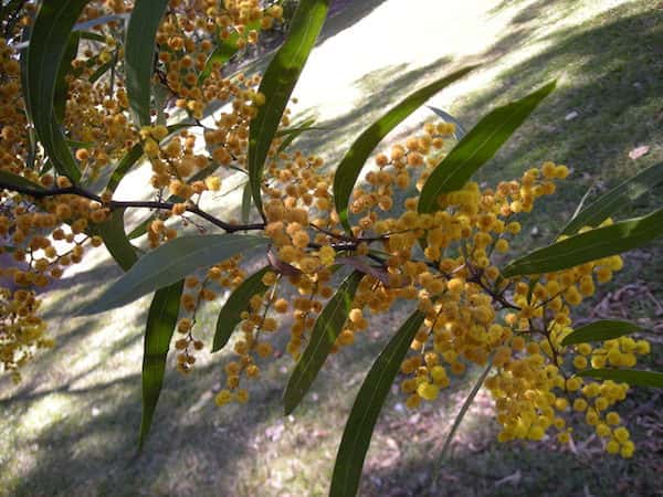 Acacia macradenia photo