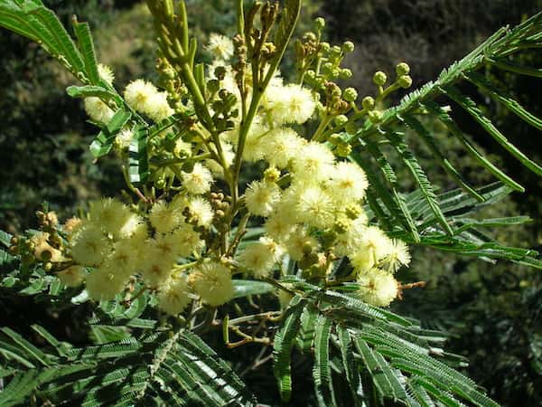 Acacia mearnsii photo