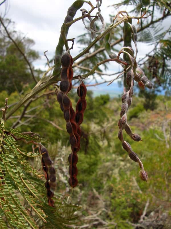 Acacia mearnsii photo