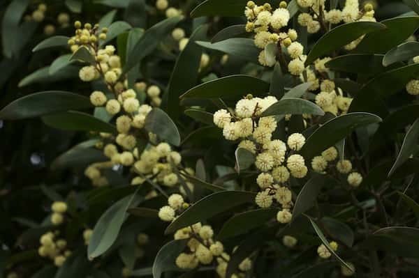 Acacia melanoxylon photo