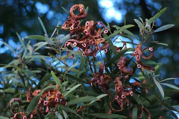 Acacia melanoxylon photo
