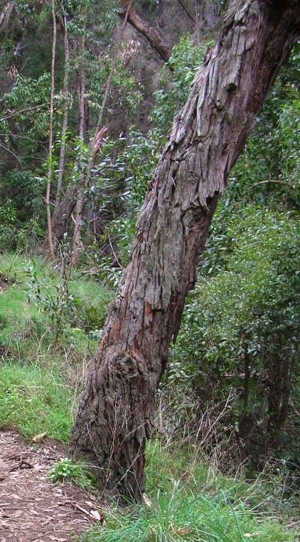 Acacia melanoxylon photo