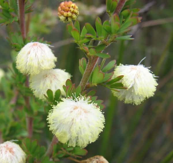 Acacia mitchellii photo