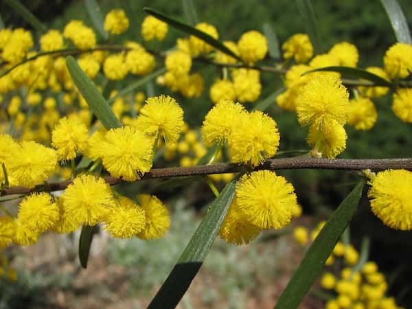 Acacia montana photo