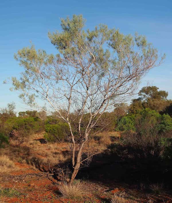 Acacia murrayana photo