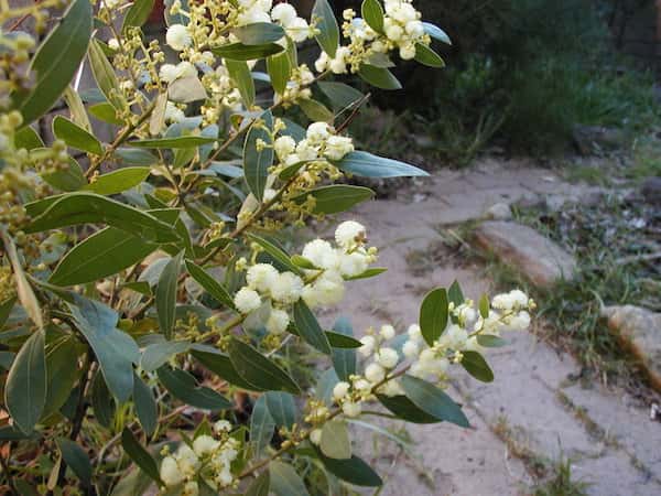 Acacia myrtifolia photo