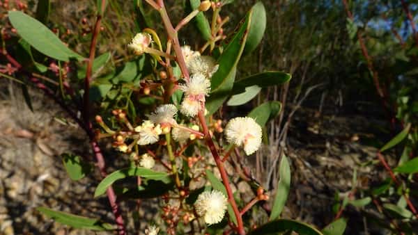 Acacia myrtifolia photo