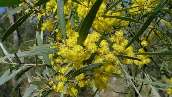 Acacia neriifolia photo