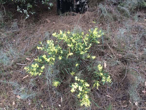 Acacia nervosa photo