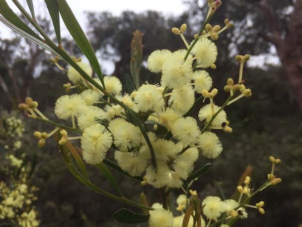 Acacia nervosa photo