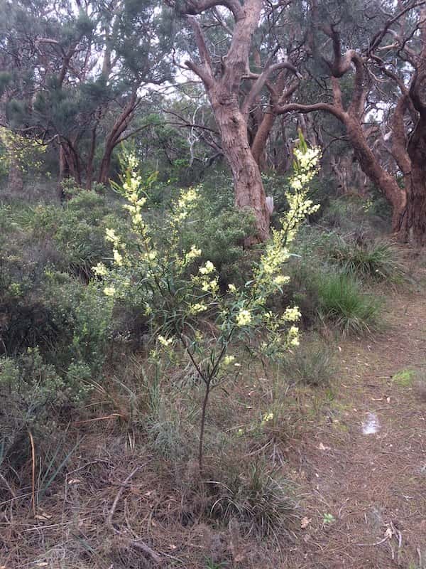 Acacia nervosa photo