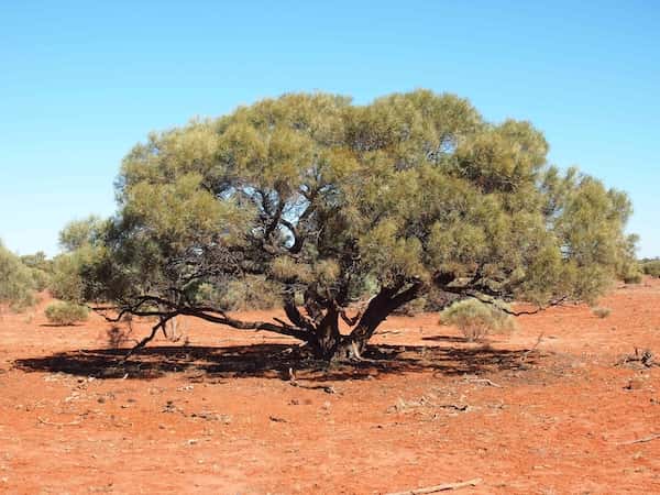 Acacia oswaldii photo