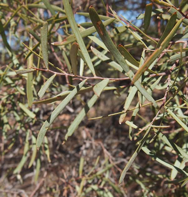 Acacia oswaldii photo