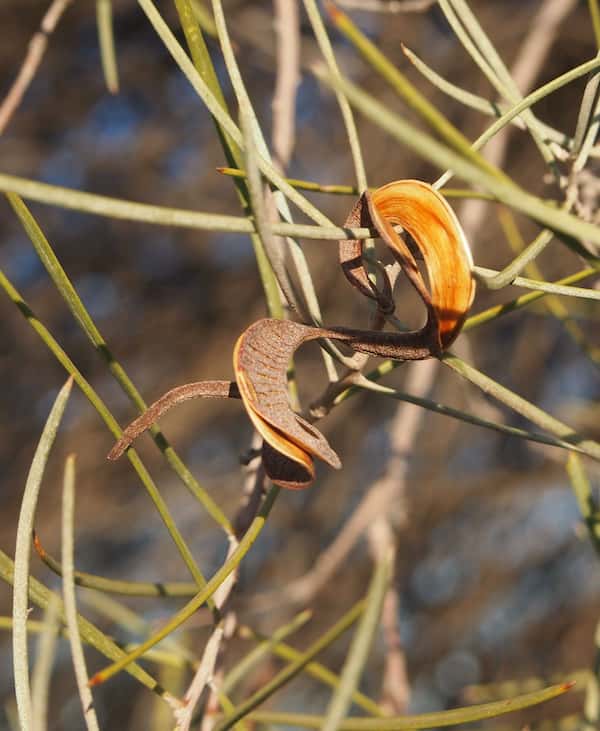 Acacia oswaldii photo