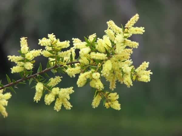 Acacia oxycedrus photo