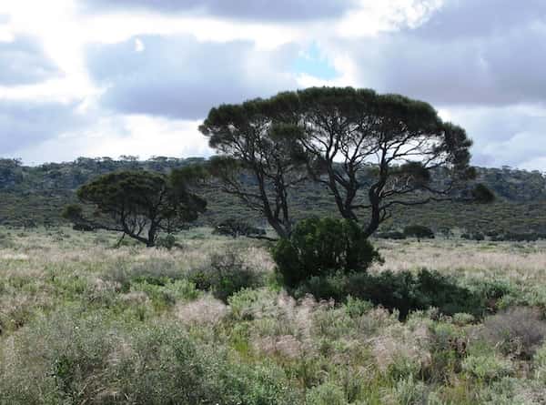 Acacia papyrocarpa photo