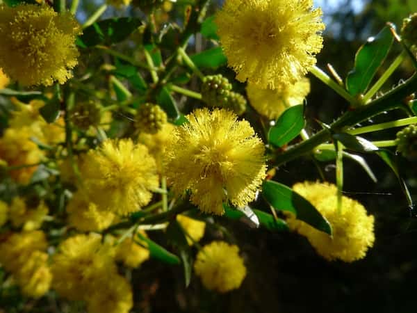 Acacia paradoxa photo