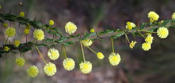 Acacia paradoxa photo