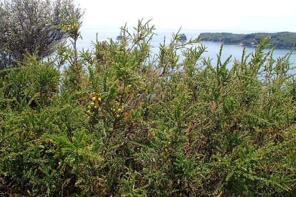 Acacia paradoxa photo