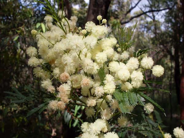 Acacia parramattensis photo