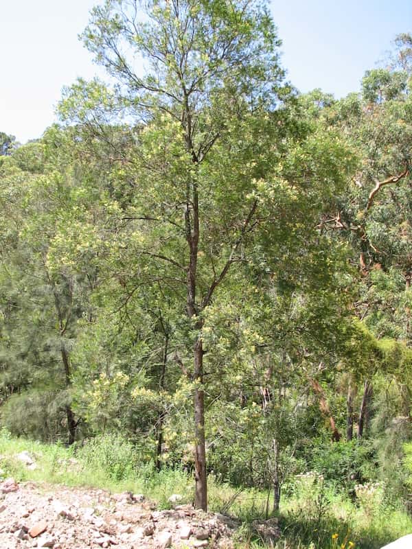 Acacia parramattensis photo