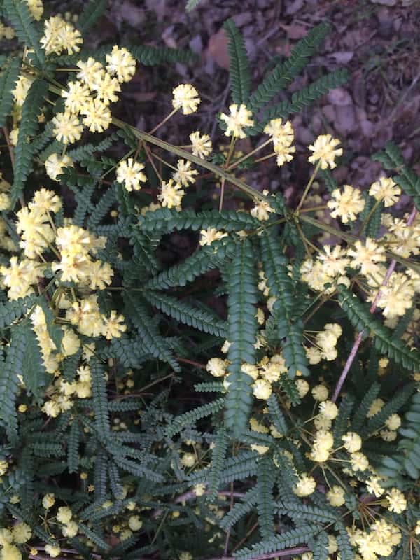 Acacia pentadenia photo