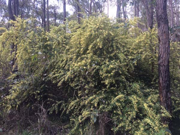 Acacia pentadenia photo