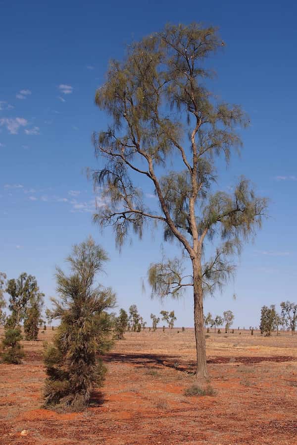 Acacia peuce photo