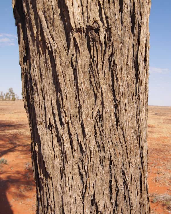 Acacia peuce photo