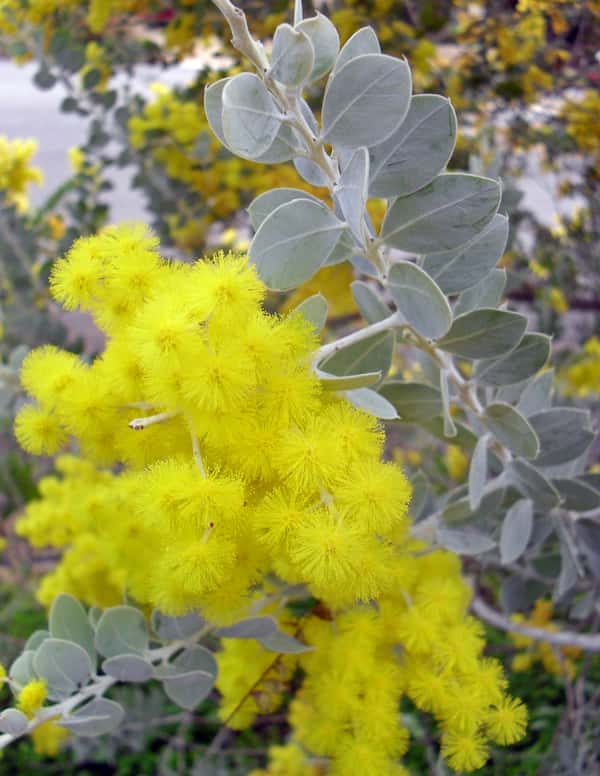 Acacia podalyriifolia photo