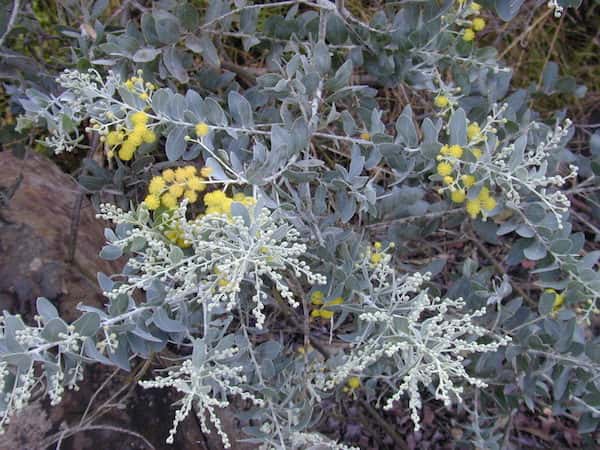 Acacia podalyriifolia photo